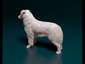 Australian shepherd dog Modèles 3D en vedette