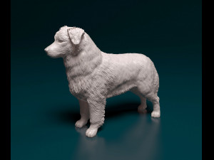 Australian shepherd dog Modèles 3D en vedette