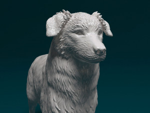Australian shepherd dog Modèles 3D en vedette
