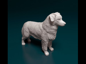 Australian shepherd dog Modèles 3D en vedette