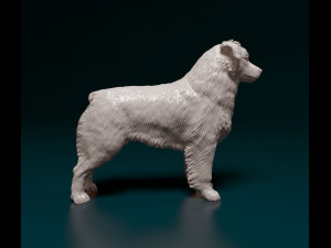 Australian shepherd dog Modèles 3D en vedette
