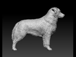 Australian shepherd dog Modèles 3D en vedette