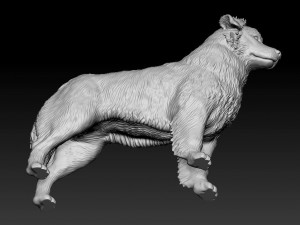 Australian shepherd dog Modèles 3D en vedette