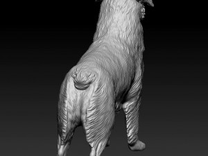 Australian shepherd dog Modèles 3D en vedette