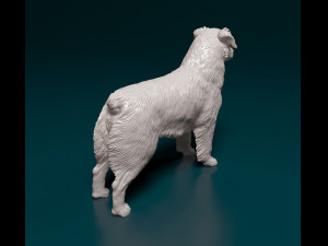 Australian shepherd dog Modèles 3D en vedette