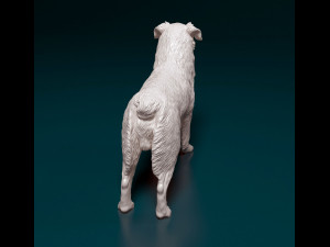 Australian shepherd dog Modèles 3D en vedette