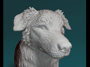 Australian shepherd dog Modèles 3D en vedette