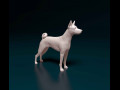 Basenji 3D प्रिंट मॉडल