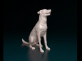 Bauceron dog 3D प्रिंट मॉडल