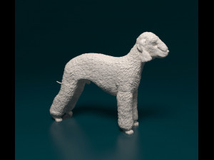 Bedlington 3D Print Model