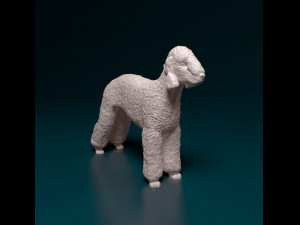 Bedlington 3D Print Model