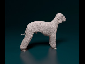 Bedlington 3D Print Model