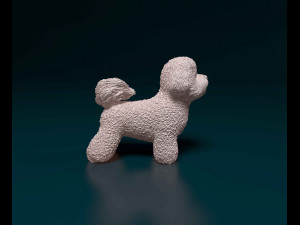 Bichon Frise 3D Print Model
