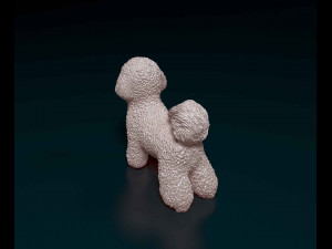 Bichon Frise 3D Print Model