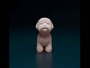 Bichon Frise 3D Print Model