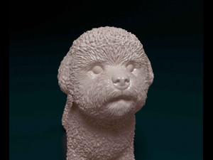 Bichon Frise 3D Print Model