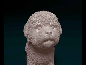 Bichon Frise 3D Print Model