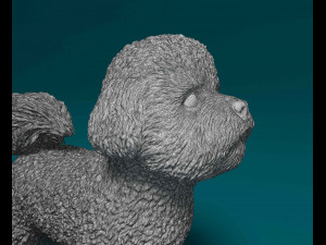 Bichon Frise 3D Print Model