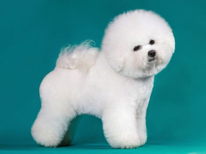 Bichon Frise 3D Print Model