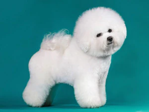 Bichon Frise 3D Print Model