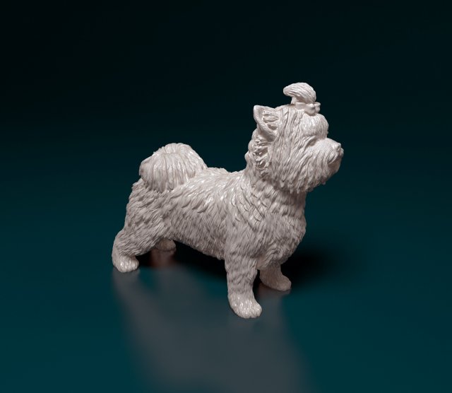 Biewer Yorkshire terrier 3D Print Model .c4d .max .obj .3ds .fbx .stl .blend 