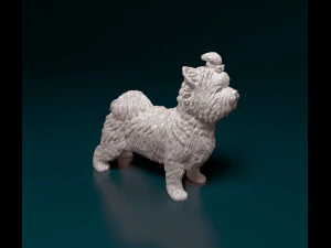 Biewer Yorkshire terrier 3D Print Model