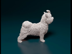 Biewer Yorkshire terrier 3D Print Model