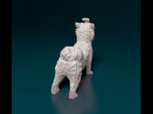 Biewer Yorkshire terrier 3D Print Model