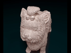 Biewer Yorkshire terrier 3D Print Model