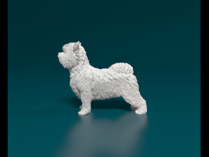 Biewer Yorkshire terrier 3D Print Model