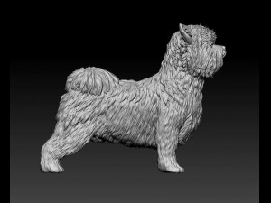 Biewer Yorkshire terrier 3D Print Model