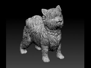Biewer Yorkshire terrier 3D Print Model