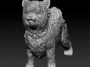 Biewer Yorkshire terrier 3D Print Model