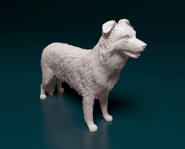 Border Collie 3D Print Model .c4d .max .obj .3ds .fbx .stl .blend 