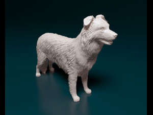 Border Collie Modelo de impresión 3D