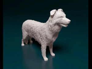 Border Collie 3D Print Model