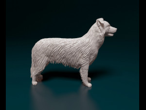 Border Collie 3D Print Model