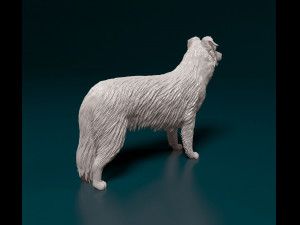 Border Collie 3D Print Model