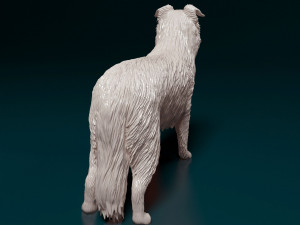Border Collie 3D Print Model