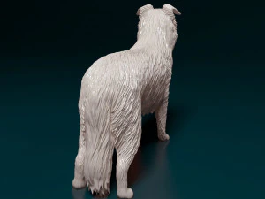 Border Collie 3D Print Model