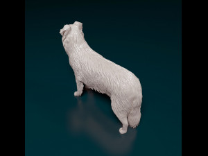 Border Collie 3D Print Model