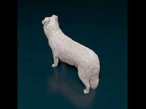 Border Collie 3D Print Model