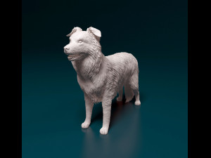 Border Collie 3D Print Model