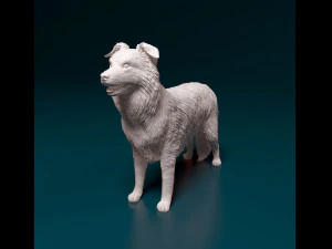 Border Collie 3D Print Model