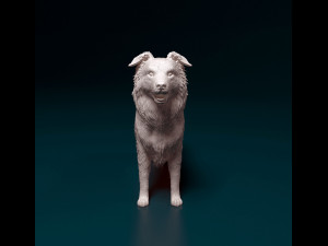 Border Collie 3D Print Model