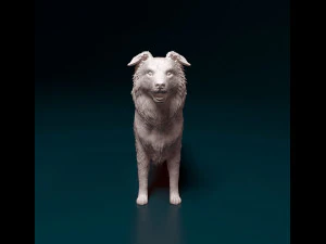Border Collie 3D Print Model