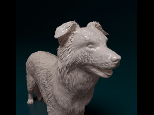 Border Collie 3D Print Model
