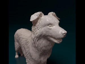 Border Collie 3D Print Model