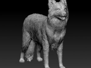 Border Collie 3D Print Model