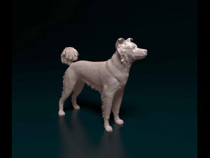 Border Collie cross 3D Print Model